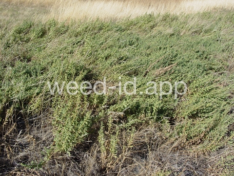 sumpweed, poverty